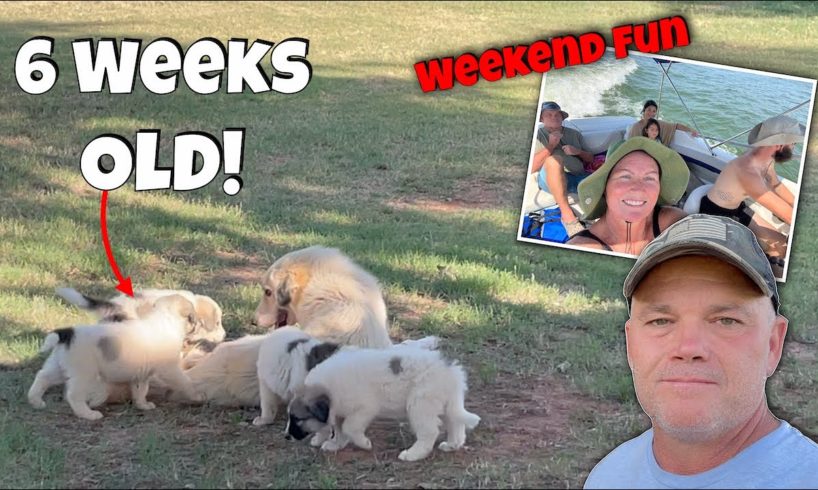 6 Week Old LGD PUPPIES! Weekend Fun at the Lake! Cutest Puppies Ever! 6 Week Update.