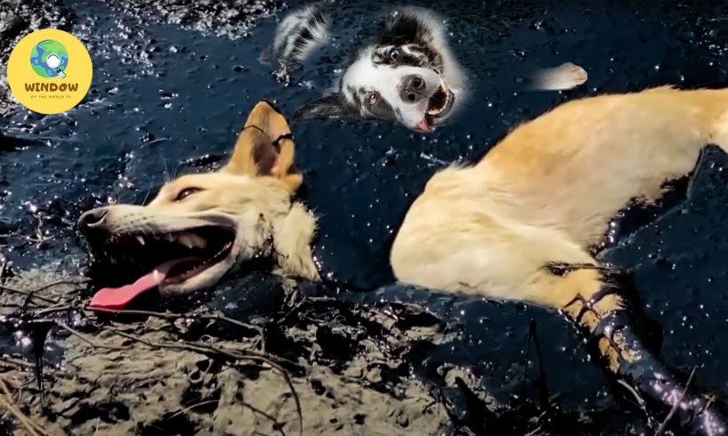 9 amazing Animal Rescues caught on camera