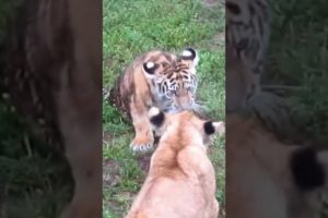 A Lion & Tiger cubs playing.  #lion