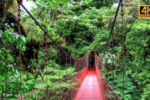 A Magnificent Trip: Costa Rica Rainforest | Miracles Of Nature | 4K Nature Documentary