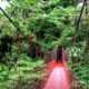 A Magnificent Trip: Costa Rica Rainforest | Miracles Of Nature | 4K Nature Documentary