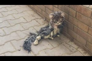 A Paralyzed Cat Lying On Sidewalk Crying For Help And No One Paid Attention Rescue | Before & After