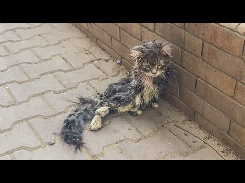 A Paralyzed Cat Lying On Sidewalk Crying For Help And No One Paid Attention Rescue | Before & After