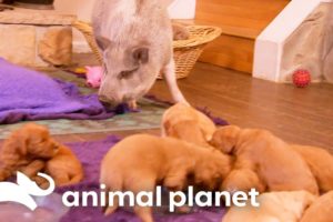 A Pig Named Trouble Welcomes Newborn Puppies Into His Home! | Too Cute! | Animal Planet