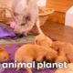 A Pig Named Trouble Welcomes Newborn Puppies Into His Home! | Too Cute! | Animal Planet