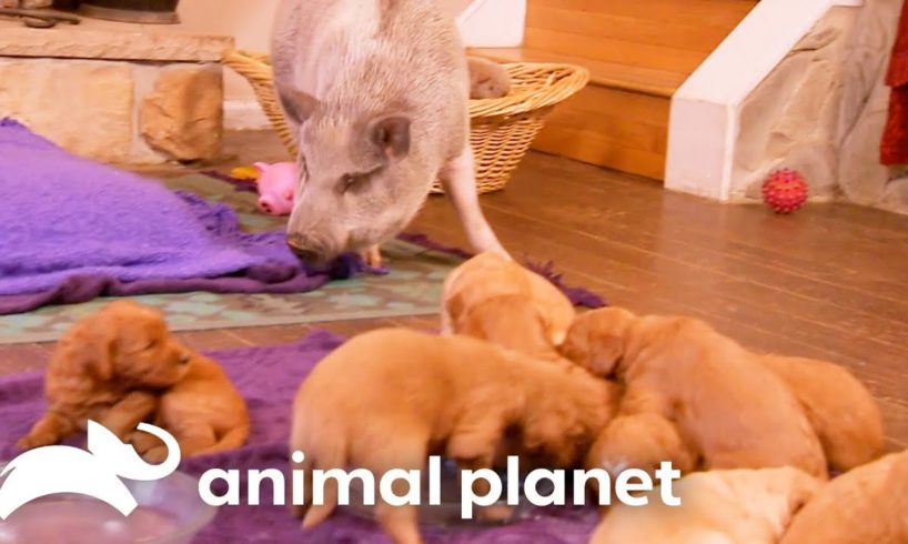 A Pig Named Trouble Welcomes Newborn Puppies Into His Home! | Too Cute! | Animal Planet