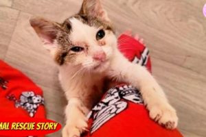 A man stopped to help a stray kitten he found in the middle of a road