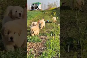 A song for golden retrievers 🐶 #dog #goldenretriever #cutepuppy