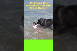 AMAZING Dog Rescues Little Girl From Sea |  #petslovechannel #funnydogs2023