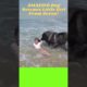 AMAZING Dog Rescues Little Girl From Sea |  #petslovechannel #funnydogs2023