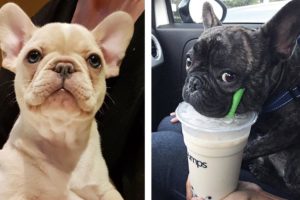 AWW 🥰 The Best Adorable Bulldogs in The Planet Makes Your Heart Melt 🐶|Cutest Puppies