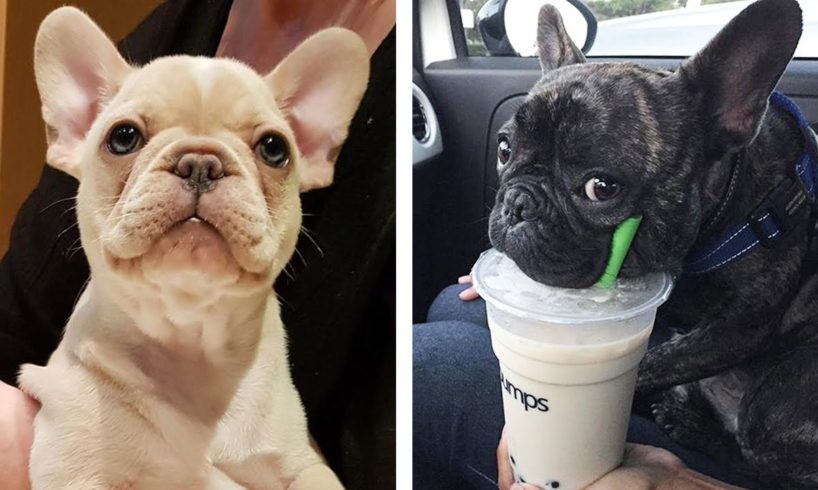 AWW 🥰 The Best Adorable Bulldogs in The Planet Makes Your Heart Melt 🐶|Cutest Puppies