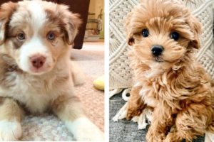 AWW 🥰 The Best Adorable Puppies in The Planet Makes Your Heart Melt | Cute Puppies