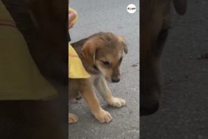 Abandoned dog rescue video from a channel fan #shorts #dogs
