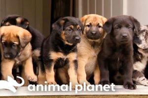 Adorable 3-Week-Old Puppies Explore a Horse Farm | Too Cute! | Animal Planet