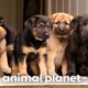 Adorable 3-Week-Old Puppies Explore a Horse Farm | Too Cute! | Animal Planet