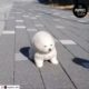 Adorable Puppy Compilation: The Cutest Puppies You'll Ever See!
