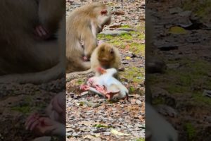 Adorable and lovely baby monkey videos #monkey #animals #adorable #cute #funny #babymonkey #lovely