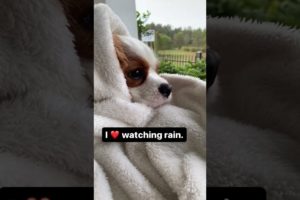 Adorable dog loves watching rain. #Shorts #doglife #cavalierkingcharlesspaniel