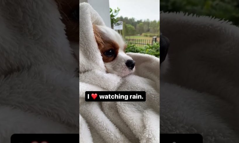 Adorable dog loves watching rain. #Shorts #doglife #cavalierkingcharlesspaniel