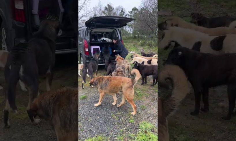 All wild stray dogs turn into cute puppies at the whisper of this woman.