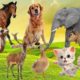 Amazing Familiar Animals Playing Sounds : Cats, Fish, Dog, Elephant, Horse | Animal Moments