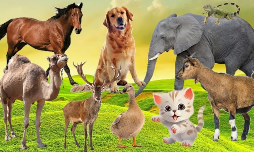 Amazing Familiar Animals Playing Sounds : Cats, Fish, Dog, Elephant, Horse | Animal Moments