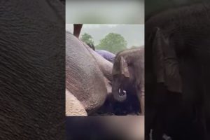 Amazing Rescue 🐘😲