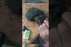 Amazing Rescue: Man Saves Hedgehog Trapped in Plastic Bottle  #shors #animals #saveanimals #rescue