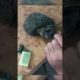 Amazing Rescue: Man Saves Hedgehog Trapped in Plastic Bottle  #shors #animals #saveanimals #rescue