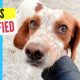 An Abandoned Hunting Dog's Heartbreaking Journey from Fear to Freedom - Takis Shelter