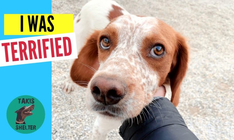 An Abandoned Hunting Dog's Heartbreaking Journey from Fear to Freedom - Takis Shelter