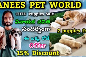 Anees Per World | Cute puppies for sale Anantapur | dogs for sale
