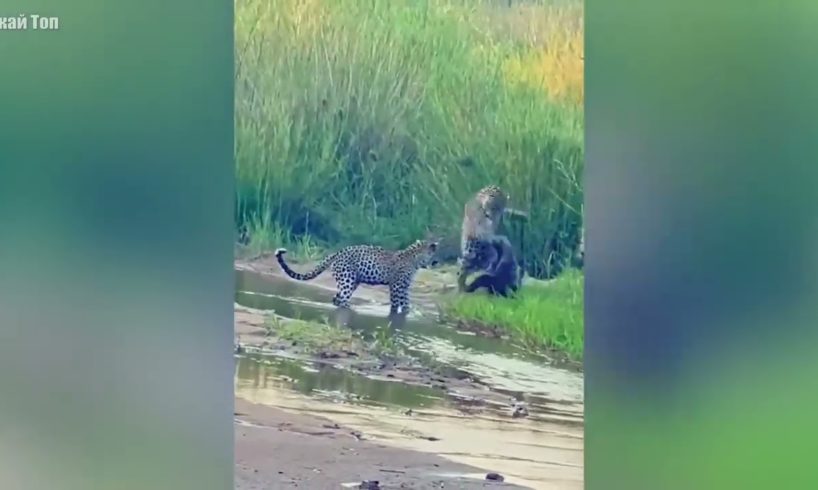 Animal fights. very rare videos. unseen clips. moringa,  G1Garlic, property in khanewal available.