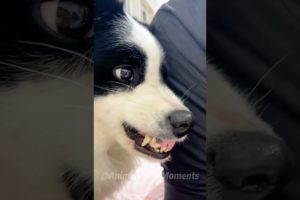 🐶Animals Being Hilariously Themselves:)🤣 | Animals LOL Moments🧡 #funnyanimals #shorts