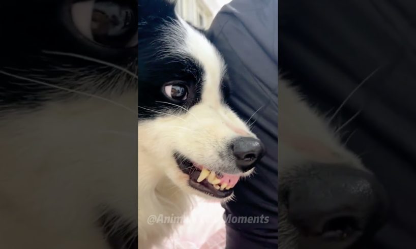 🐶Animals Being Hilariously Themselves:)🤣 | Animals LOL Moments🧡 #funnyanimals #shorts