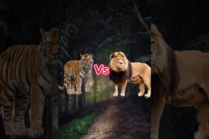 Animals Fight Part 1 Lion Vs Tiger Lion Video Song Elephant Dogs Rhino Tiger Vs Lion #shorts #viral