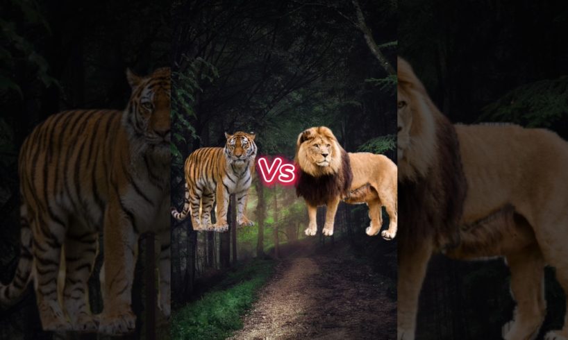 Animals Fight Part 1 Lion Vs Tiger Lion Video Song Elephant Dogs Rhino Tiger Vs Lion #shorts #viral