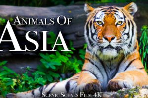 Animals of Asia 4K - Amazing Scenes of Asia Wildlife | Scenic Relaxation Film