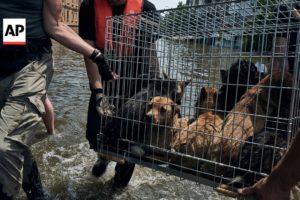 Animals rescued from flood-hit Kherson region