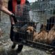 Animals rescued from flood-hit Kherson region