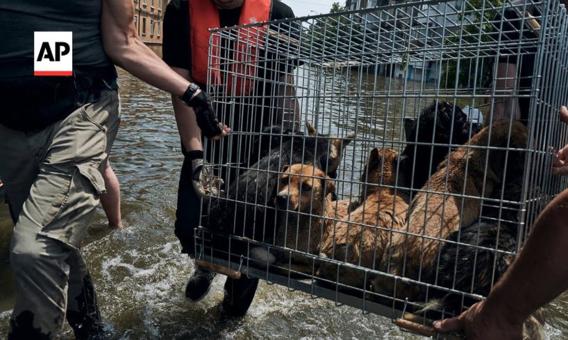 Animals rescued from flood-hit Kherson region