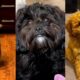 Aww Cute Puppies doing funny things -Shih Poo breed Videos Compilation 2020