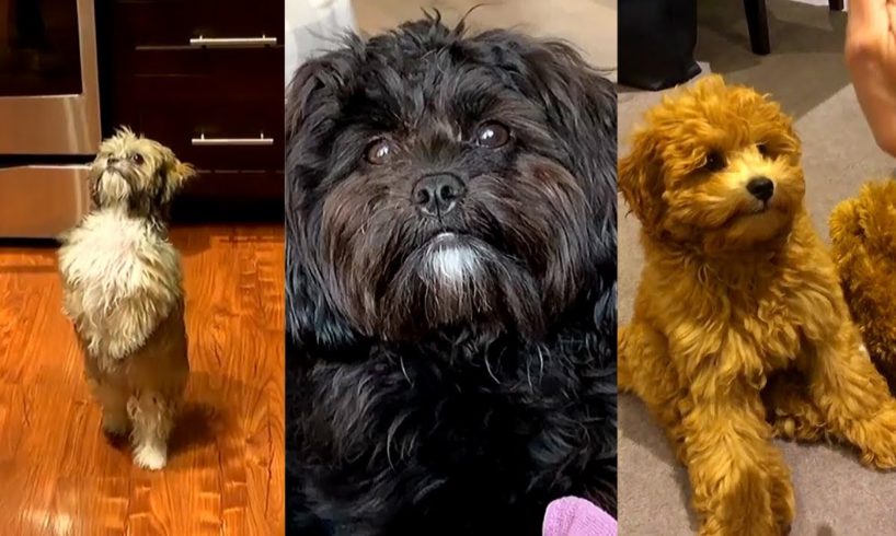 Aww Cute Puppies doing funny things -Shih Poo breed Videos Compilation 2020