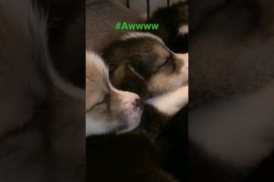 Awww!!! Cutest Puppies Cuddled Together Fast Asleep!!! Try To Stay Awake!!!
