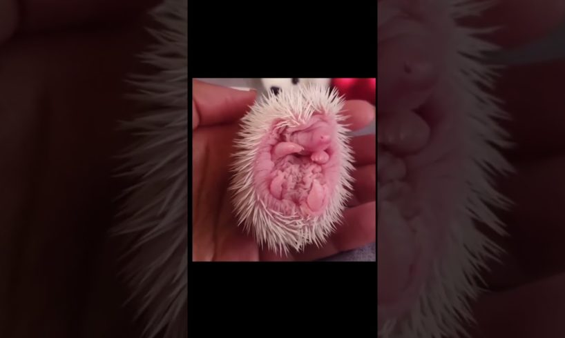 Baby Hedgehog Is the Cutest Puppy #shorts #animals #fyp