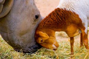 Baby Rhino Is Best Friends With Dog And Lamb | Oddest Animal Friendship | Love Nature