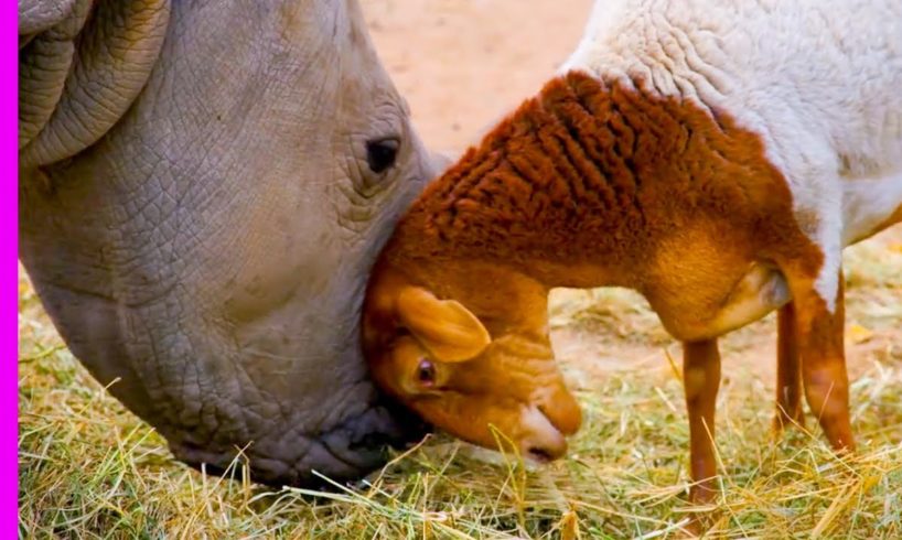 Baby Rhino Is Best Friends With Dog And Lamb | Oddest Animal Friendship | Love Nature