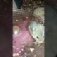 Baby animals Funny playing 011 #hamster #cute #animals  (3)