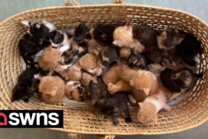 Basket of 26 kittens left dumped outside cat rescue centre | SWNS